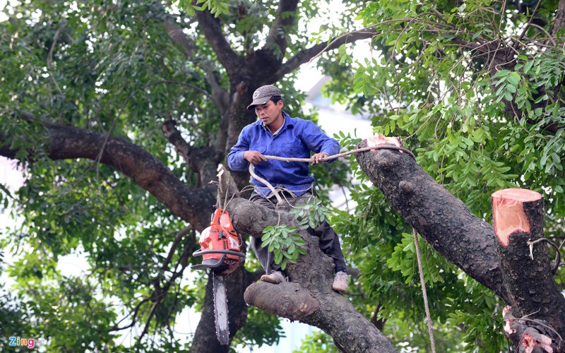 Dịch vụ tỉa cây xanh tại Cần Thơ